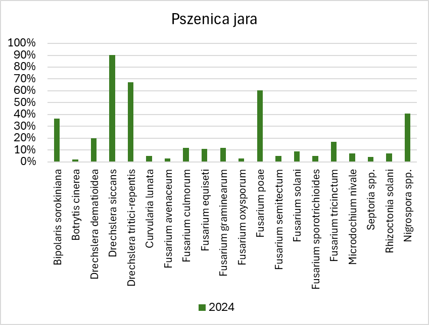 Wykres prezentuje procentowy udział prób, w których wykryto poszczególne patogeny. Próby ziarna pszenicy jarej pobrano przed siewem w 2024 roku z gospodarstwach rolnych położonych na terenie województwa mazowieckiego. Patogeny jakie wystąpiły na ziarnie to Bipolaris sorokiniana, Botrytis cinerea, Drechslera dematioidea, Drechslera siccans, Drechslera tritici-repentis, Curvularia lunata, Fusarium avenaceum, Fusarium culmorum, Fusarium equiseti, Fusarium graminearum, Fusarium oxysporum, Fusarium poae, Fusarium semitectum, Fusarium solani, Fusarium sporotrichoides, Fusarium tricinctum, Microdochium nivale, Septoria spp., Rhizoctonia solani, Nigrospora spp. Najczęściej obserwowanymi patogenami były , Drechslera siccans, Drechslera tritici-repentis, Fusarium poae, Nigrospora spp. i Bipolaris sorokiniana.