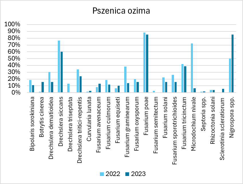 Wykres prezentuje procentowy udział prób, w których wykryto poszczególne patogeny. Próby ziarna pszenicy ozimej pobrano przed siewem w 2022 i 2023 roku z gospodarstwach rolnych położonych na terenie województwa mazowieckiego. Patogeny jakie wystąpiły na ziarnie to Bipolaris sorokiniana, Botrytis cinerea, Drechslera dematioidea, Drechslera siccans, Drechslera triseptata, Drechslera tritici-repentis, Curvularia lunata, Fusarium avenaceum, Fusarium culmorum, Fusarium equiseti, Fusarium graminearum, Fusarium oxysporum, Fusarium poae, Fusarium semitectum, Fusarium solani, Fusarium sporotrichoides, Fusarium tricinctum, Microdochium nivale, Septoria spp., Rhizoctonia solani, Sclerotinia scleratiorum, Nigrospora spp. W 2022 roku najczęściej obserwowano Fusarium poae, Drechslera siccans, Microdochium nivale i Nigrospora spp., natomiast w 2023 roku Nigrospora spp., Fusarium poae, Drechslera siccans.